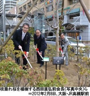 ＪＲ高槻駅前にシダレザクラを植樹